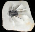 Spiny Ceratonurus Trilobite - Oumjrane, Morocco #11926-7